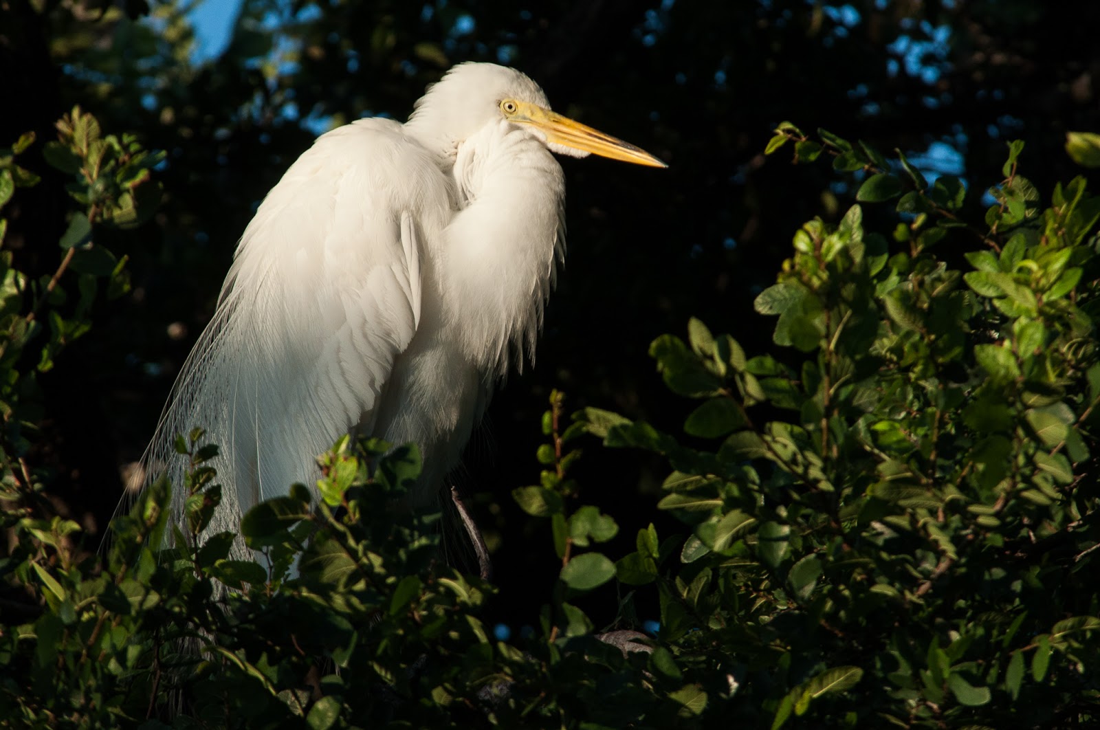 A Tree Falling: UT Southwestern Medical Center Rookery: May 2015
