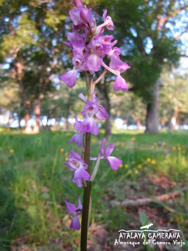 Sierra del Camero Viejo: Orquídeas Silvestres