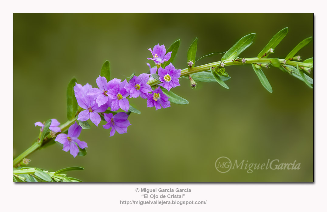 Flores de los Caminos