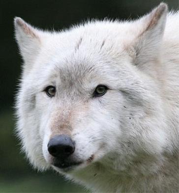 Wite Wolf Wite Wolf