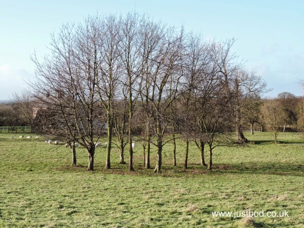 Field behind St Michael's Church Cowthorpe Field behind St Michael's Church Cowthorpe