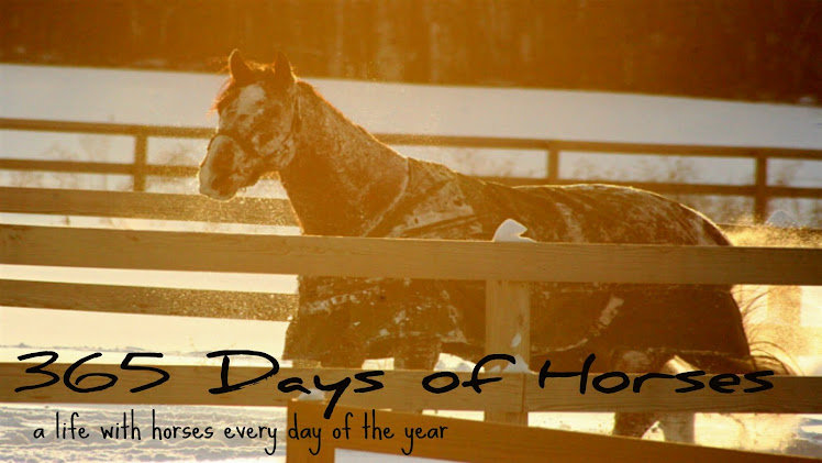 365 Days of Horses