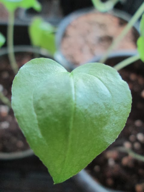 Nodding Onion Gardens Growing JackinthePulpits from