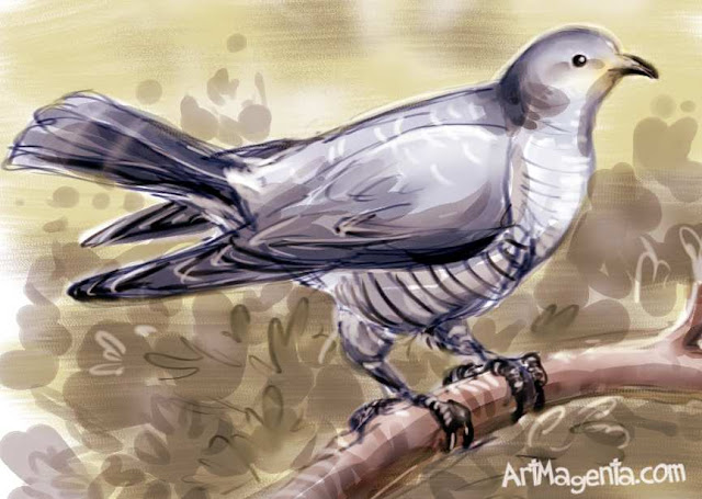 Cuckoo is a bird drawing by ArtMagenta