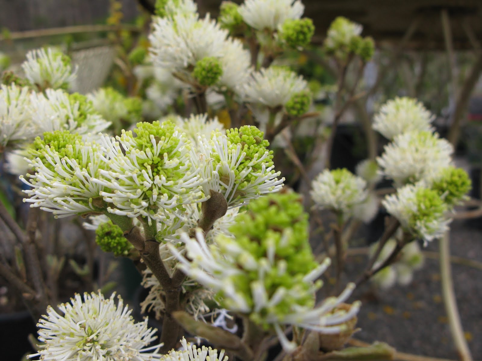 Fothergilla Major Blue Shadow