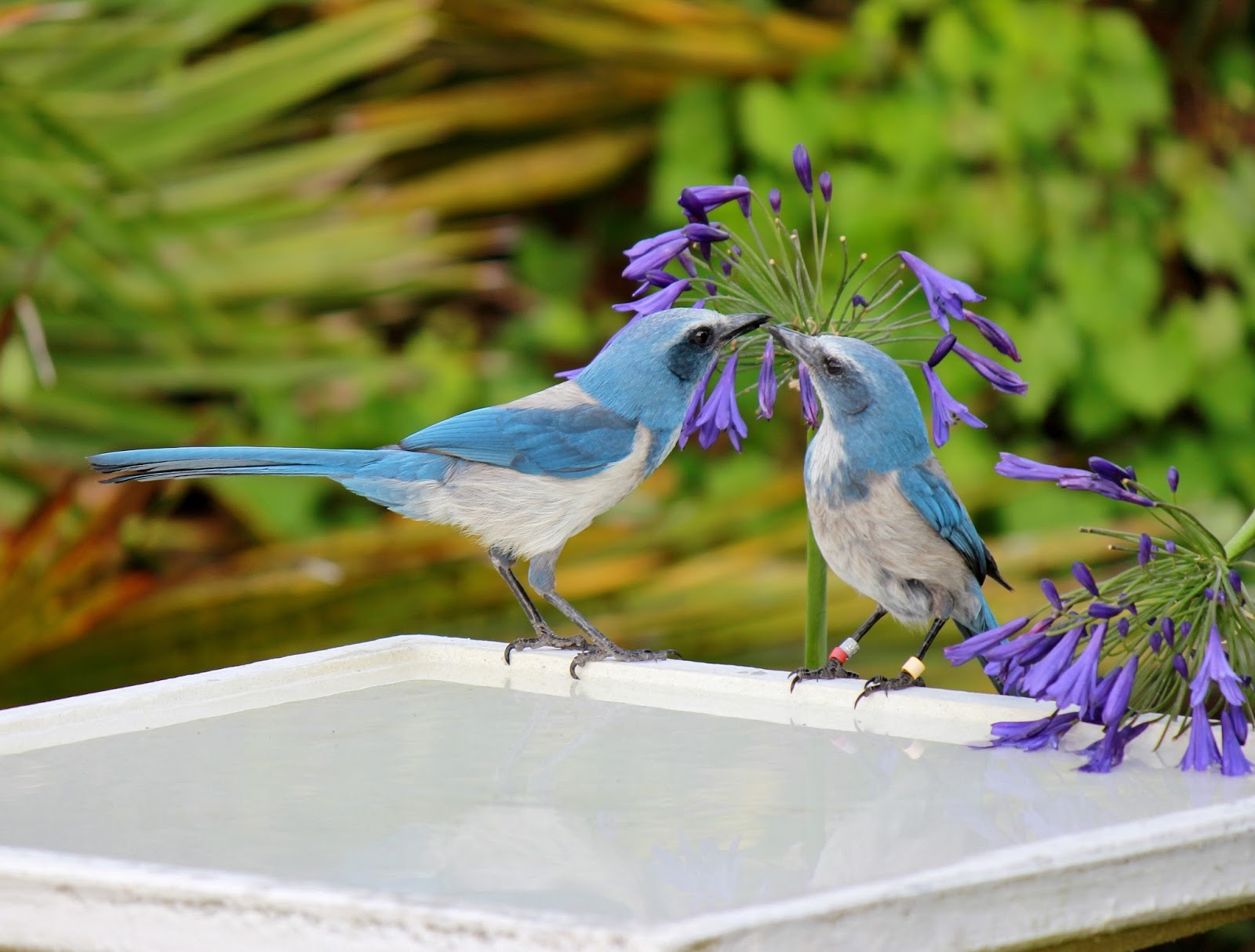 Joan and Dan's Birding Blog Florida ScrubJay.....My, look how big you