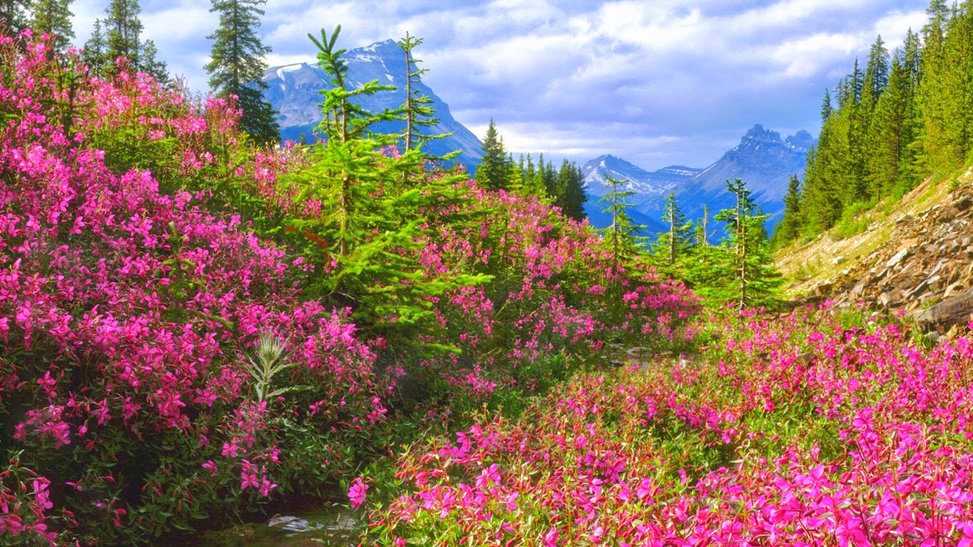 Wildflowers, Banff National Park, Alberta, Canada