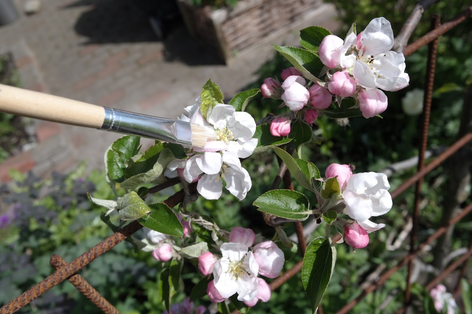 Havehjernen: Ãble espalier dos and don'ts