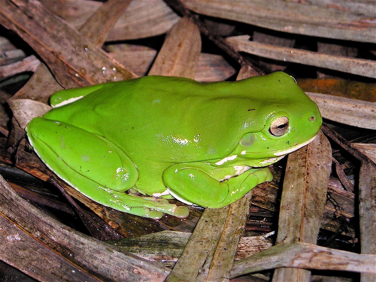 Illawarra frogs Growing Illawarra Natives