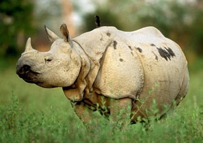 wild-animal wild-animal