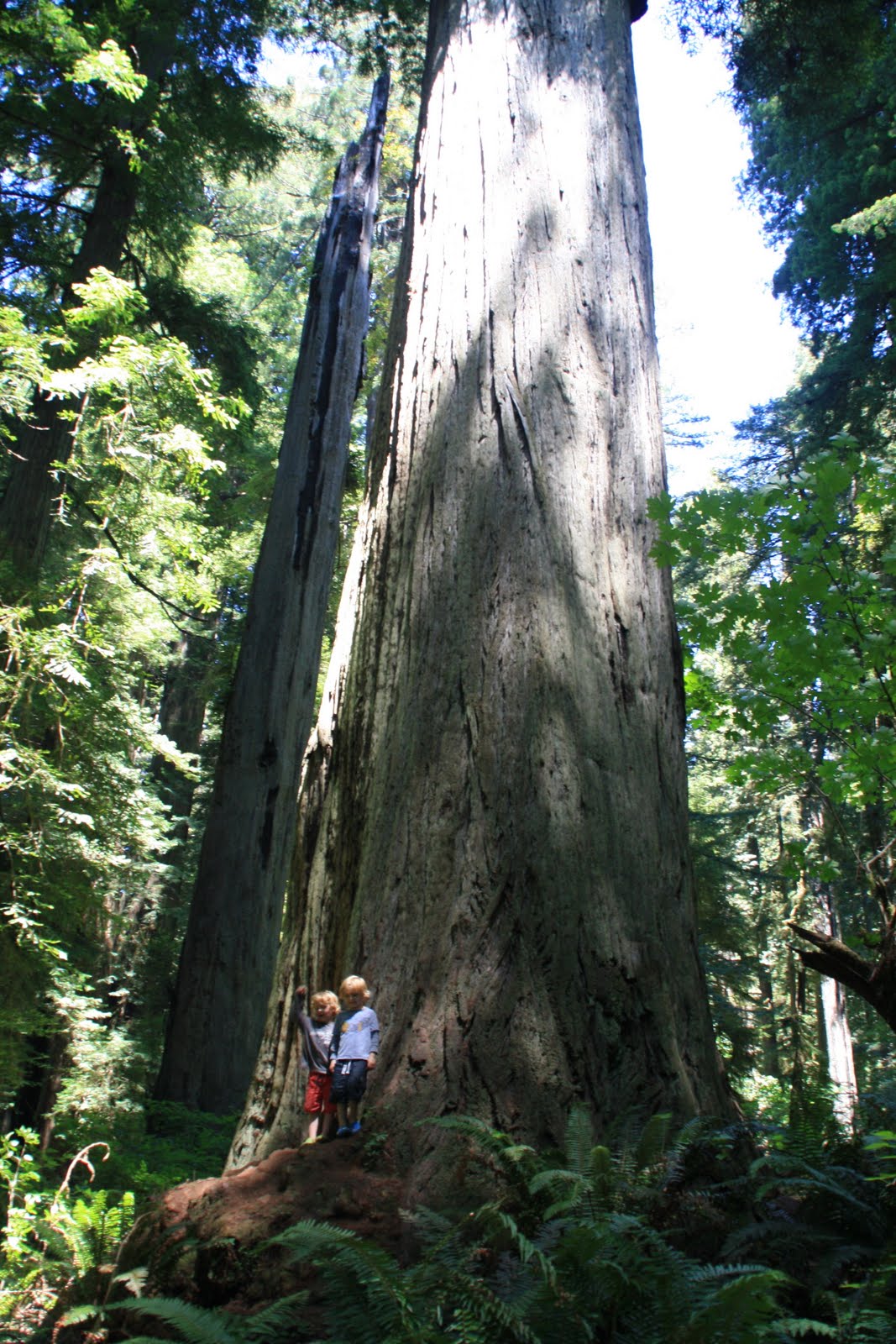 California Lake Tahoe, Lassen Volcanic National Park, Redwood N park