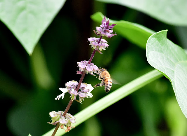 Honey bee on Thai Basil flowers