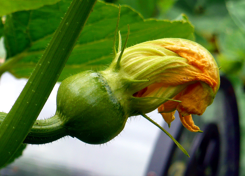 Harbill's Garden It's a Bit of a Squash in These Tights