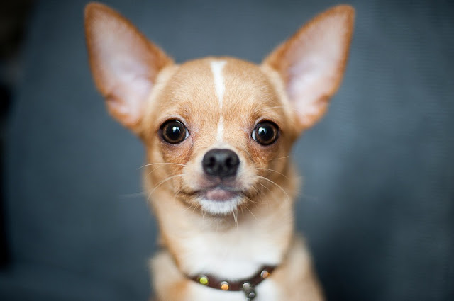 There Are Going to Be a Ton of Chihuahuas Available for Adoption in DC Soon