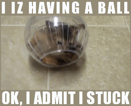 balling cat hamster
