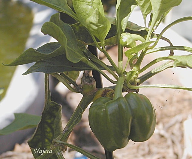TexCyn Life Brushy posey tree & bell peppas