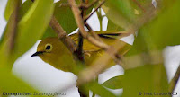 Gambar Burung Pleci Kacamata Jawa, Zosterops flavus Foto dan gambar Burung Pleci Kacamata Jawa, Zosterops flavus