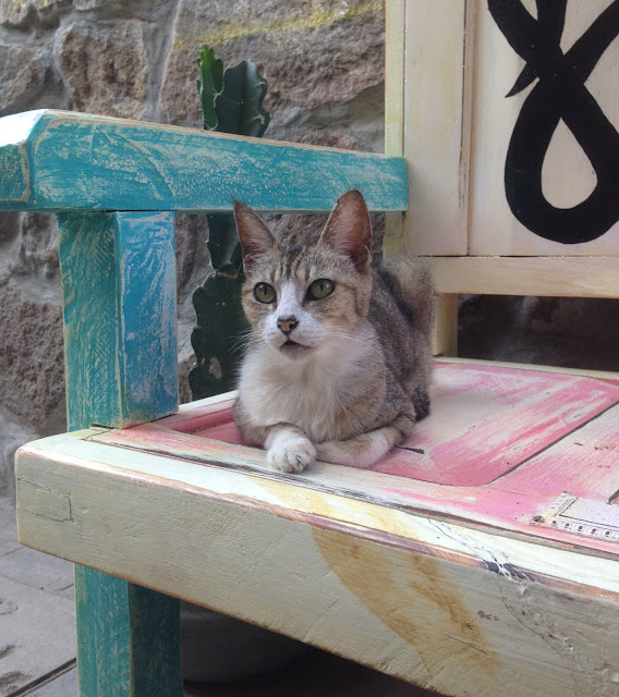 cats of mexico