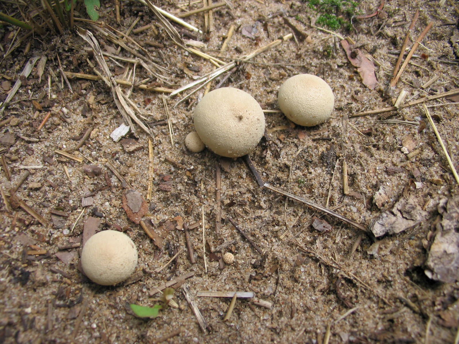 The Sacred in the Ordinary Magic Golf balls?