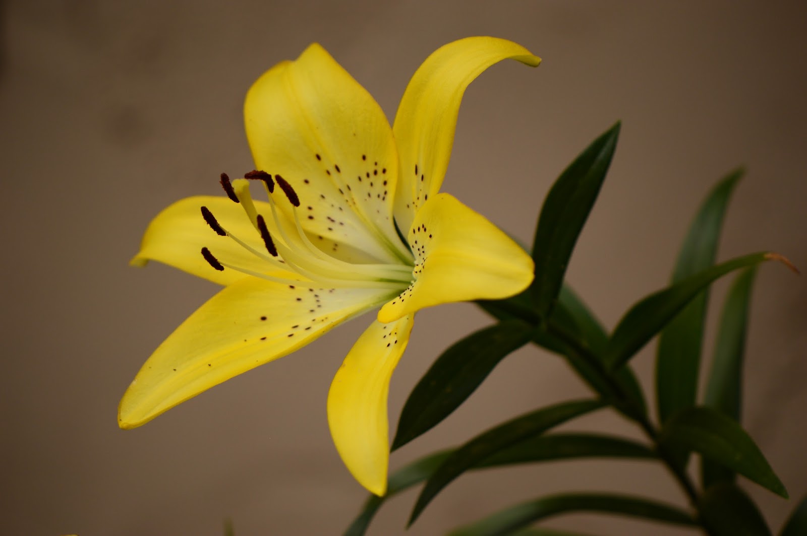 A Small, Sunny Garden Wordless Wednesday Yellow Lilies