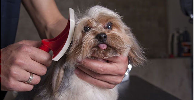 Como usar a rasqueadeira de forma correta para escovar o shih tzu