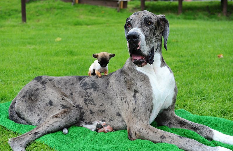 World s Tallest Dog Meets World s Smallest Dog See Photos 