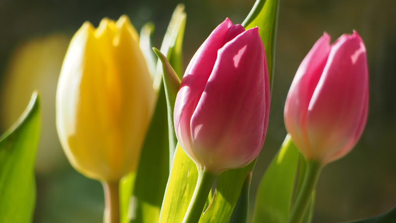 Tulips