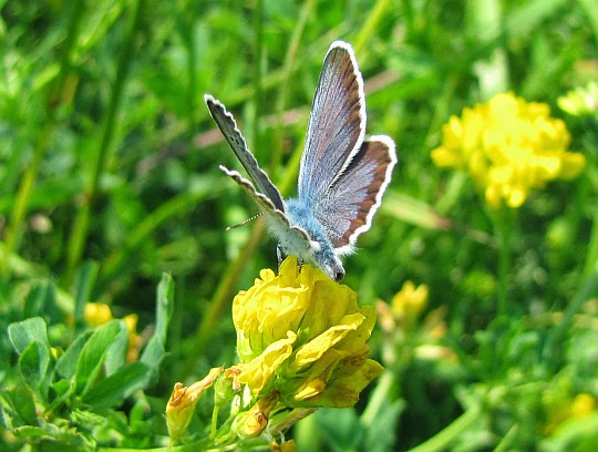 Modraszka idas (Plebejus idas)