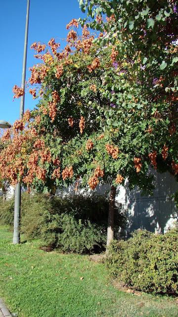 Árbol de los farolillos o Jabonero de la China (Koelreuteria paniculata Laxm.).