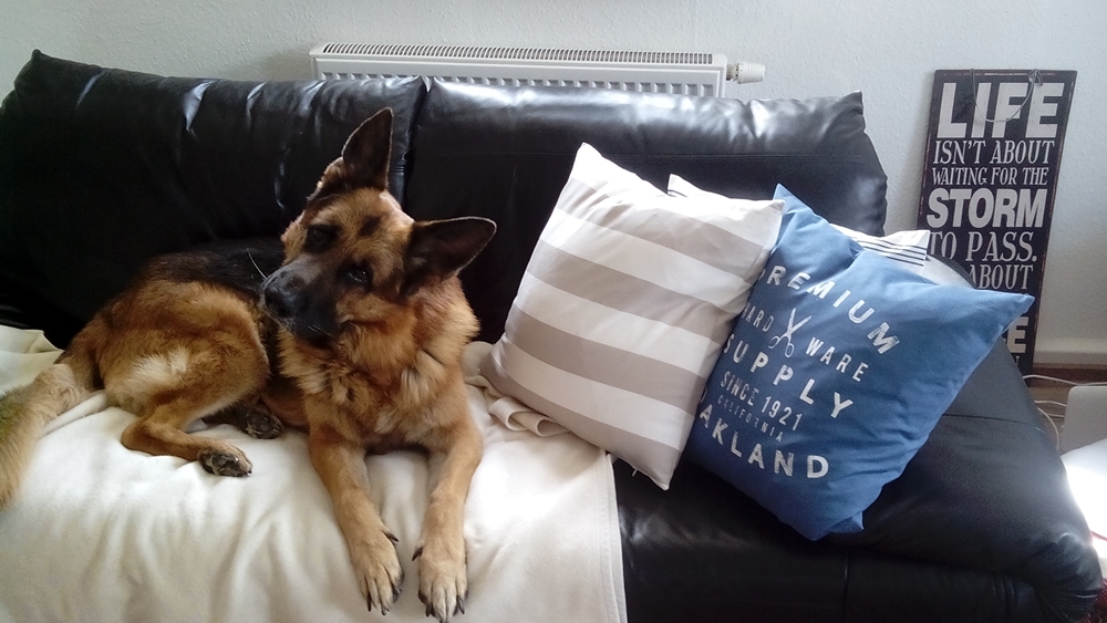 Wolkenfees Küchenwerkstatt Der vergoldete Hund, eine Weihnachtsgeschichte