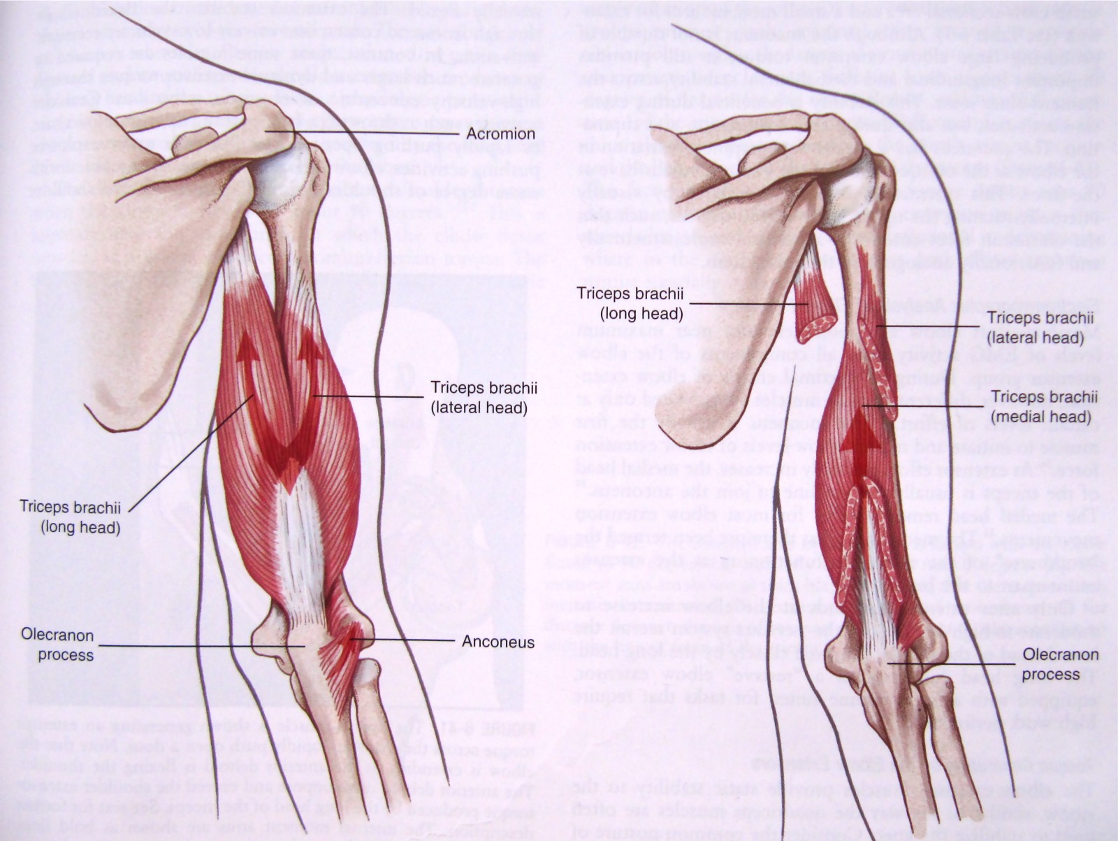 Three Muscles Of Triceps Triceps Muscles #3 By Science Photo Library