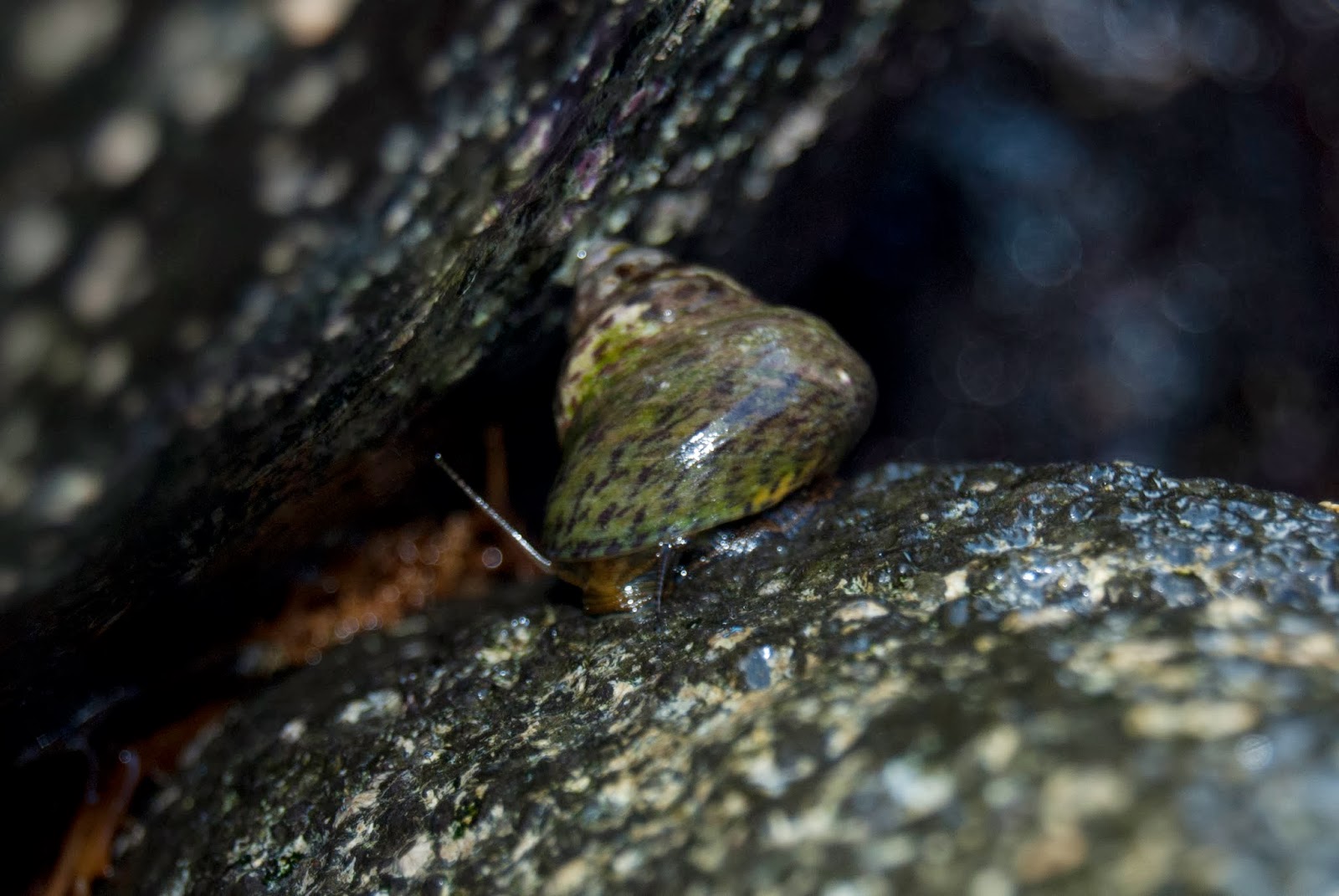 Bichos y otras cosas fotografiados por mí: BURGADO - Osilinus atratus