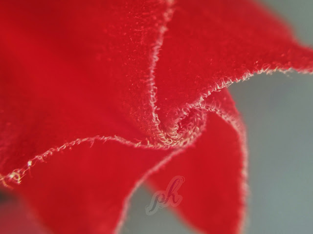 Red flower head Latest nature picture