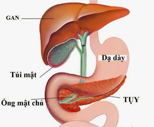 Top 9 loại thực phẩm tốt nhất cho túi mật Top 9 loại thực phẩm tốt nhất cho túi mật