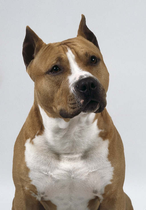 EL PERRO MAS… DEL MUNDO EL PERRO MAS BONITO DEL MUNDO EL PERRO MAS… DEL MUNDO EL PERRO MAS BONITO DEL MUNDO