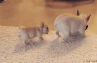 Image result for funny animal gifs