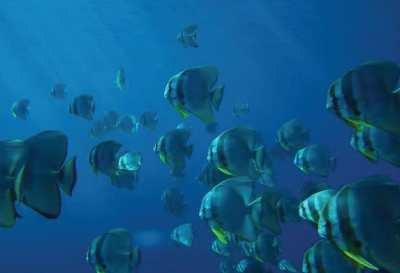 Temperamen Longfin Batfish