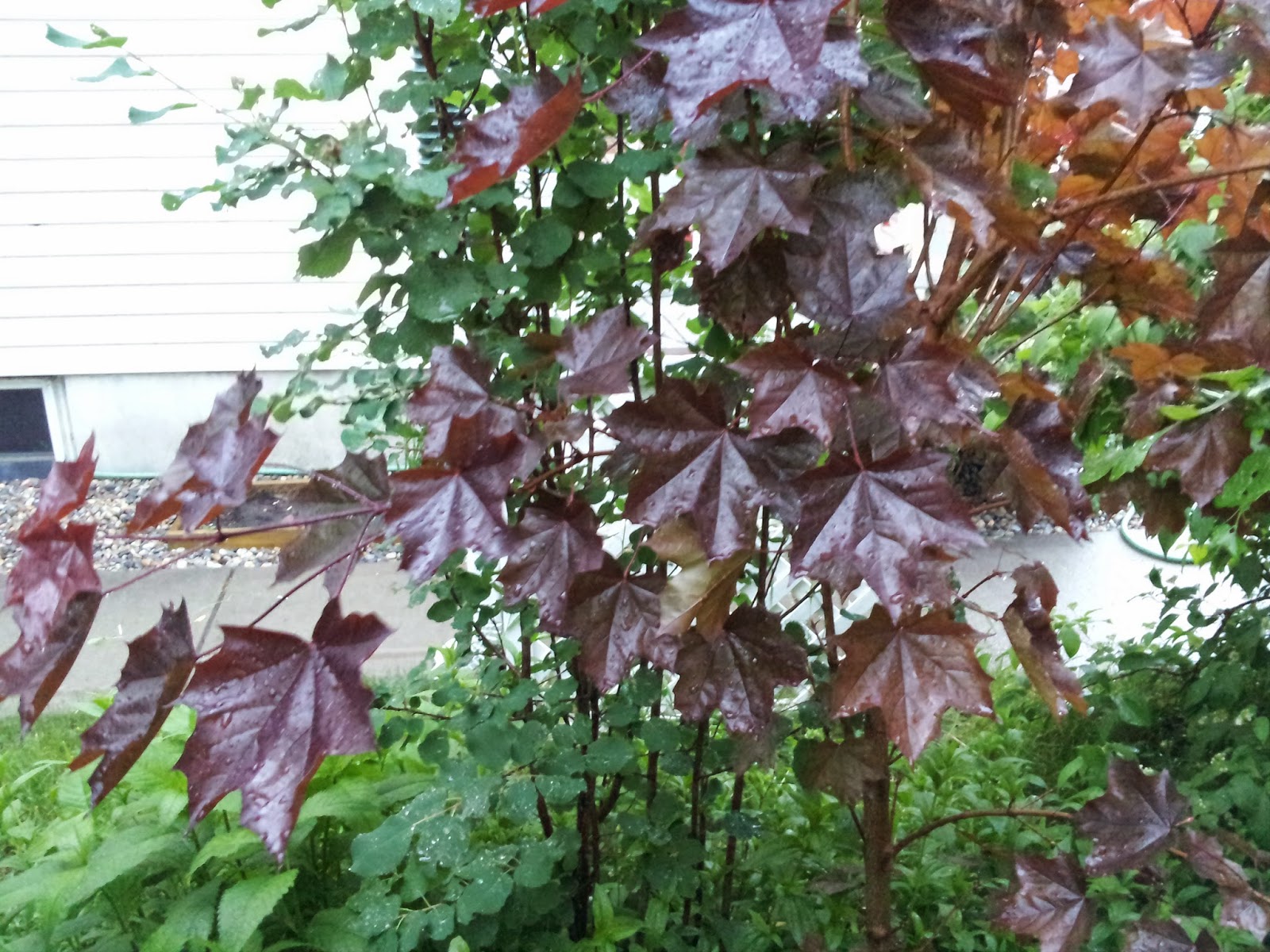 Renaissance Men The Best Ornamental Trees For Calgary