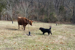 Shadow meets a cow
