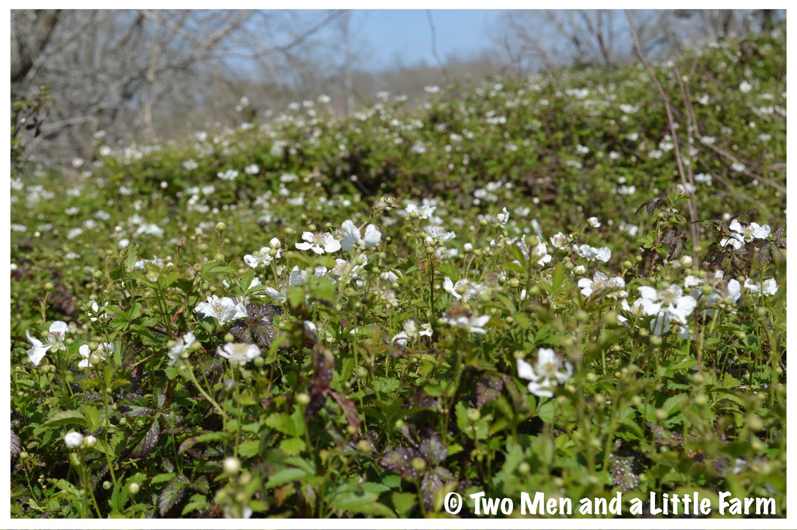 HOw To DEWBERRIES IN BLOOM