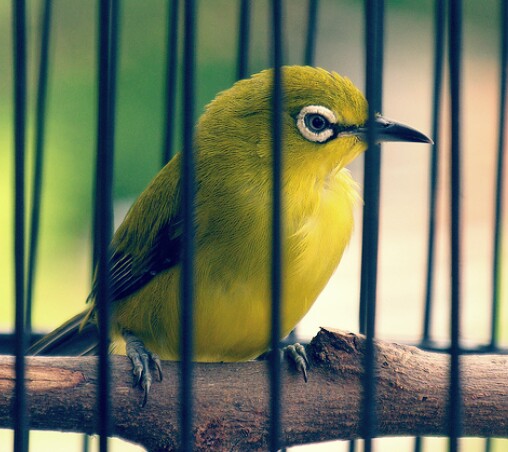 22 Jenis Burung Kicau Lengkap Beserta Foto dan Namanya - HoBinatang