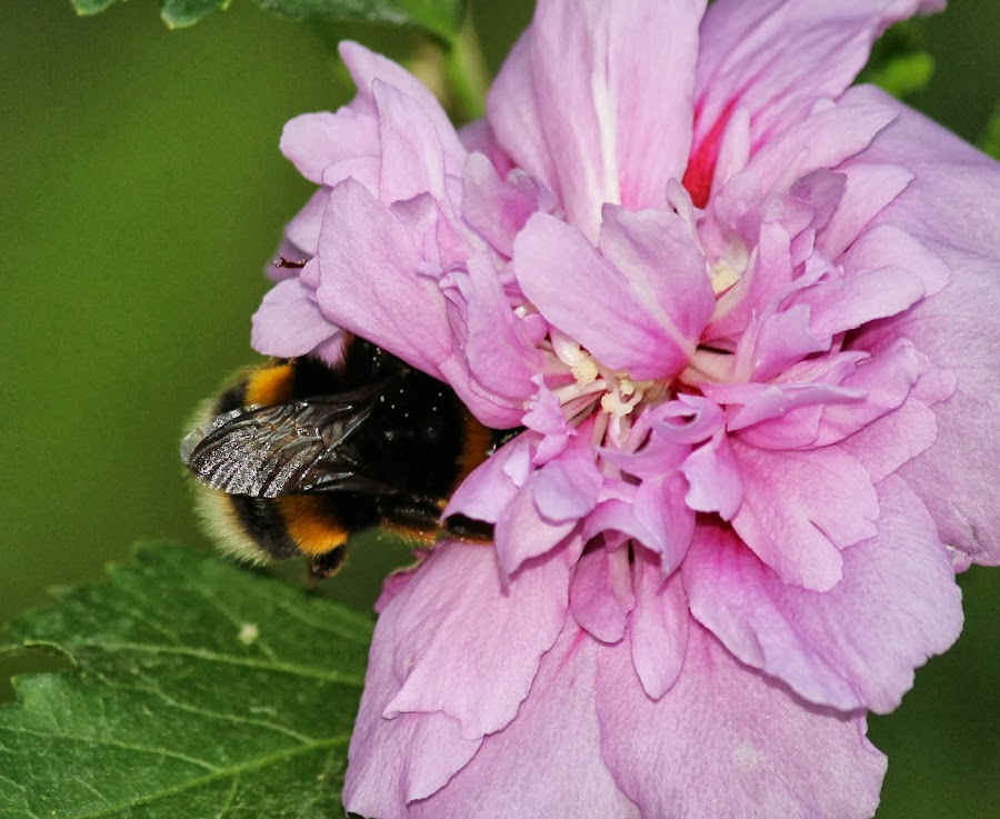 BOMBUS TERRESTRIS