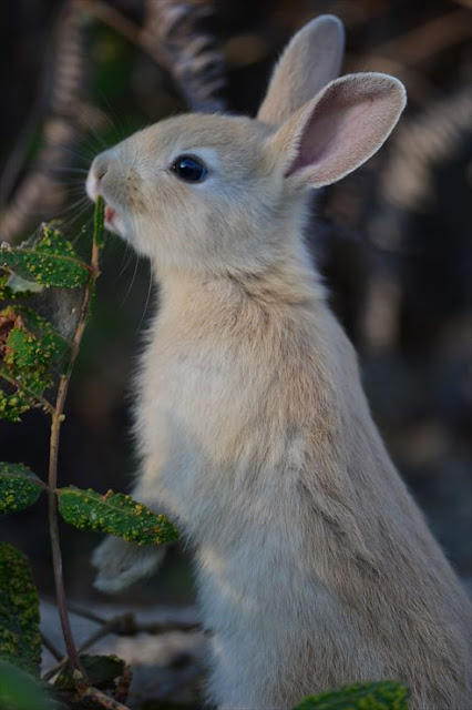 Baby rabbit in Okunoshima Island