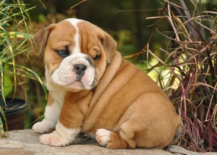 Bulldog Puppies Wallpaper keywords HERE