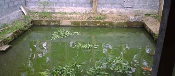 Obat Luka untuk Ikan Gurame Agar Cepat Sembuh Satu Kolam