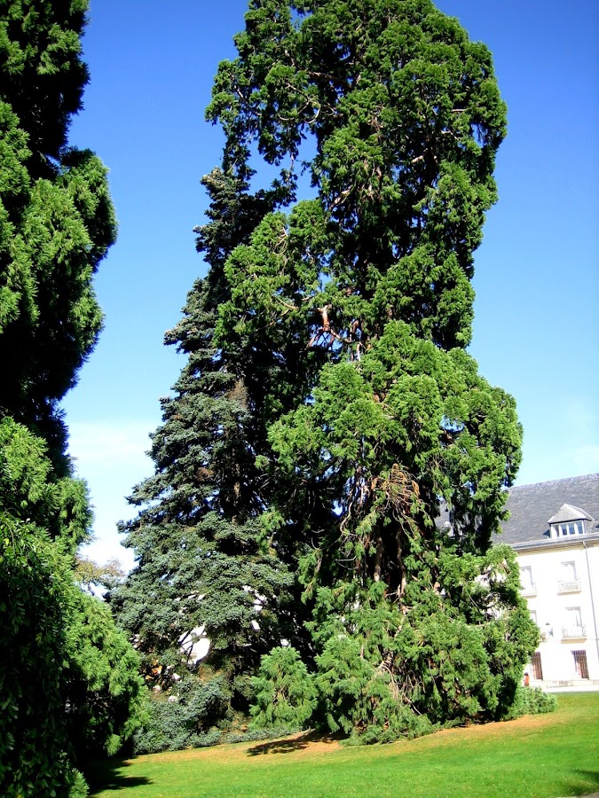 La Granja de San Ildefonso. Palacio y Jardines