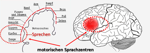 Gehirn Sprachzentrum