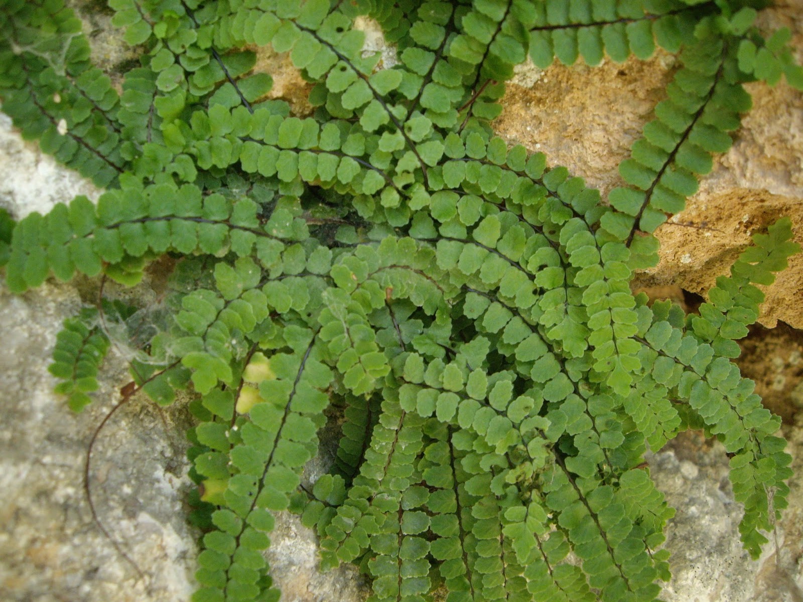 La Mar de VeRde CETERACH OFFICINARUM O DORADILLA