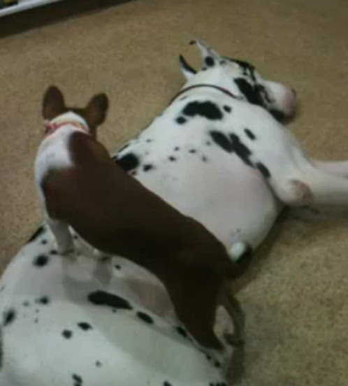 Video : 犬すべり台