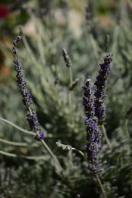 Lavender Goodwin's Creek Gray small sunny garden, amy myers, desert garden, garden bloggers bloom day, lavender goodwins creek gray